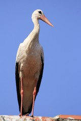 white stork on the house roof