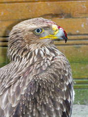 Eastern imperial eagle (Aquila heliaca)