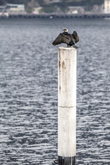 Cormorant  (Phalacrocorax carbo)