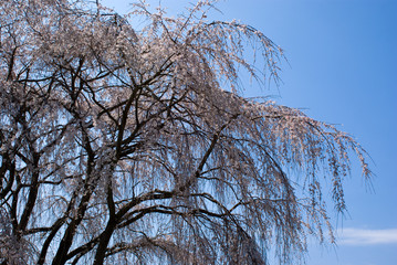 Weeping Willow
