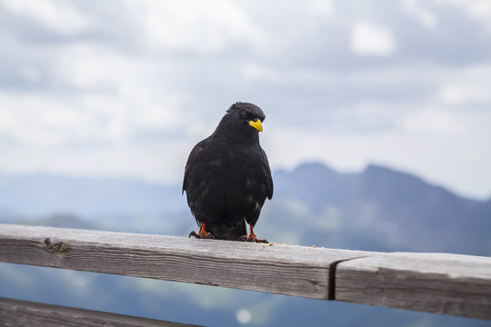 Pyrrhocorax graculus o gracchio alpino