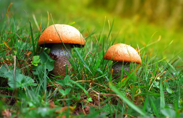 Mushrooms