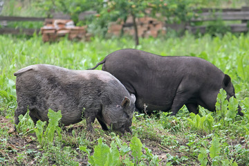 Two Pot-bellied pigs herbivores grazing in the meadow