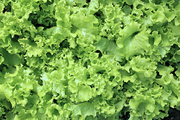 Backgrounds of of growing a vegetable lettuce