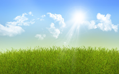 Plakat Sunny grass landscape