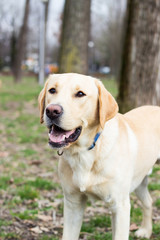 Labrador retriever dog waiting for you to throw the ball