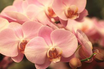 Moth Orchid flowers blooming in the garden

