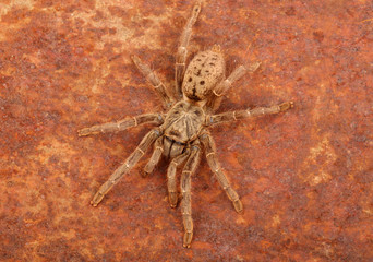 Brown Baboon Tarantula