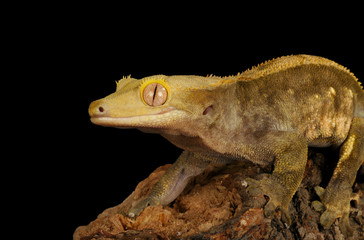 Crested Gecko