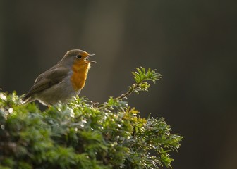 Robin Red Breast