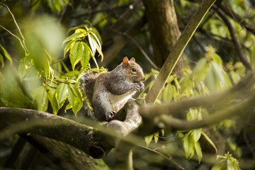 Grey Squirrel