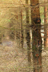 Misty forest with spruce trees