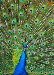 Obraz premium Peacock Tailfeathers