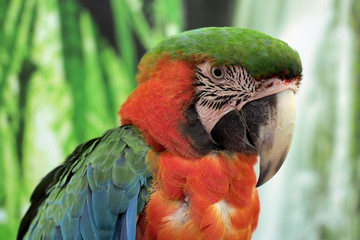 macaw parrot