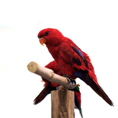 eclectus parrot