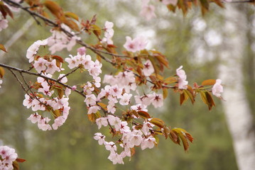山桜