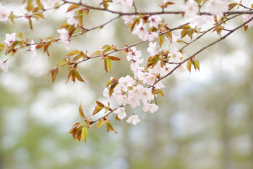 山桜
