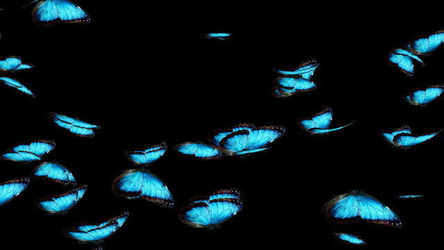 Blue Azure Butterfly Swarm 3D