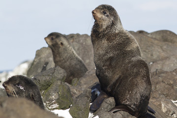 young male northern fur seal sitting on the rocks