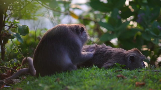 The monkeys are for lice,Hua Hin Thailand.