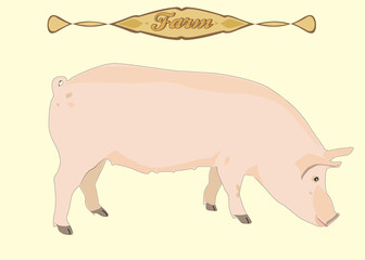 pig
