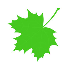 Fototapeta premium Green maple leaf.