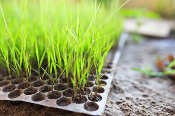 Plant Small Rice in the Tray