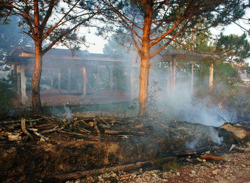 burn dry grass, forest fire