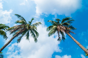 Coconut tree under blue sky  background.