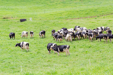 Obraz premium troupeau de vaches Holstein au pâturage