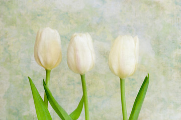 Obrazy  Białe tulipany w stylu vintage, teksturowane