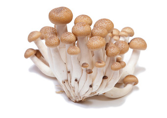 brown beech mushrooms