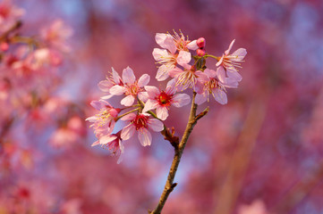 Spring flower, beautiful nature, abstract background