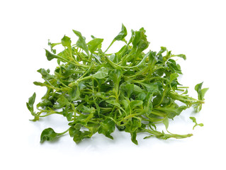 Fresh Watercress on white wooden