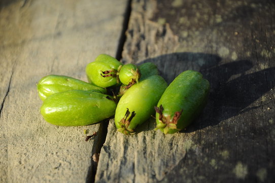 Averrhoa bilimbi of Belimbing Buluh