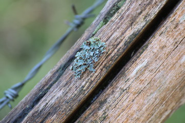 Foliose lichen species on wood. Barbed wire can be seen in the defocused background