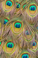 Peacock plumage pattern