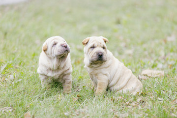 Two Shar Pei puppy