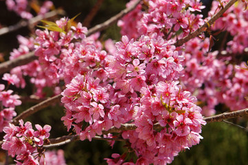 Spring flower, beautiful nature, abstract background