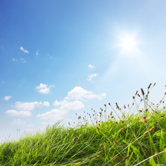 Blühender Sommer