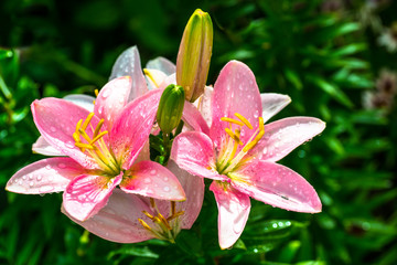 beautiful pink lily with raindrops