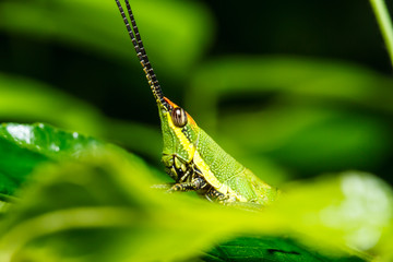 green grasshopper on grass leaf