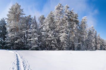 Аrosty winter forest