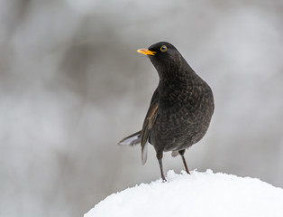Blackbird