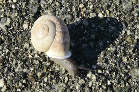snail crawling slowly across asphalt