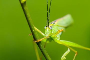 strange grasshopper