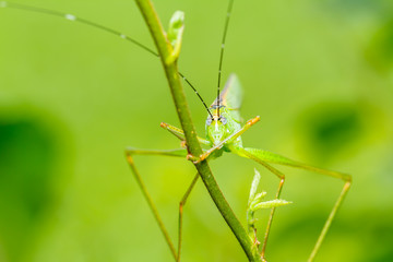 strange grasshopper