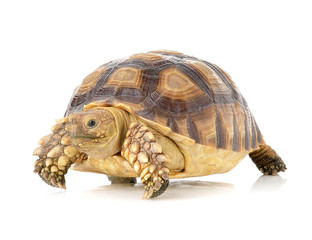 turtle on white background