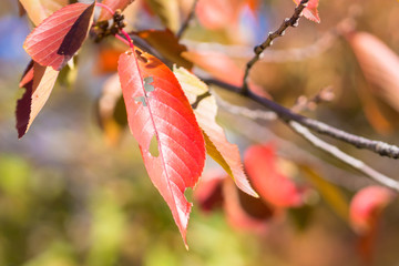 Colored leaves
