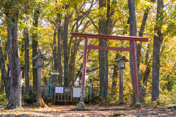 Japanese shinto shrine in the colored leaves forest